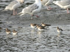 Calidris alpina pacifica
