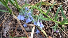 Mertensia lanceolata