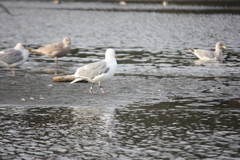 Larus glaucescens