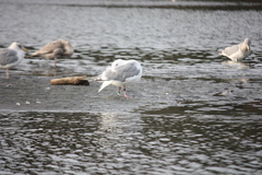 Larus glaucescens