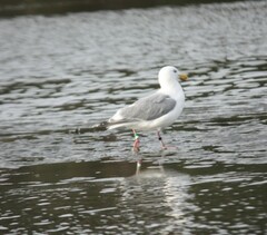 Larus glaucescens