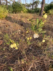 Asimina reticulata