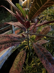 Codiaeum variegatum