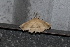 Syllectra congemmalis