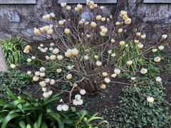 Edgeworthia
