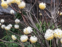 Edgeworthia