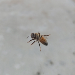 Apis mellifera