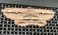 Euphronarcha luxaria