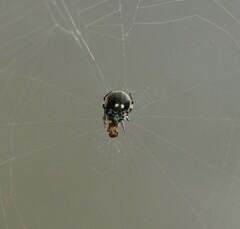 Araneus rotundulus
