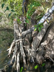 Machaerium microphyllum