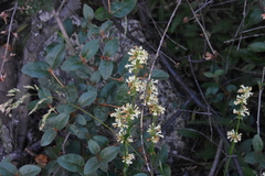 Penstemon confertus
