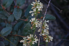 Penstemon confertus