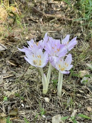 Colchicum autumnale