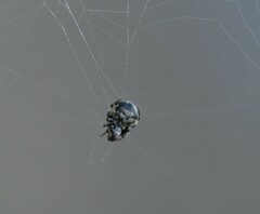 Araneus rotundulus