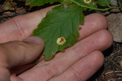 Exobasidium cordilleranum