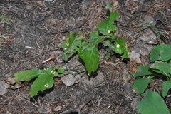 Exobasidium cordilleranum