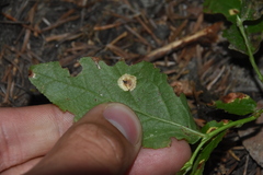 Exobasidium cordilleranum