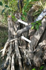 Machaerium microphyllum