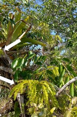 Machaerium microphyllum