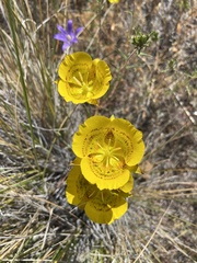 Calochortus luteus