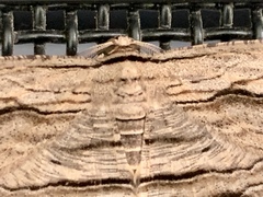 Euphronarcha luxaria