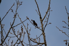 Icterus spurius