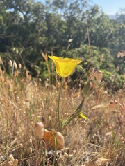 Calochortus luteus
