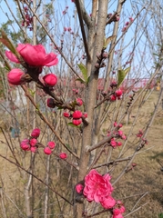 Amygdalus
