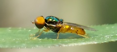 Microchrysa