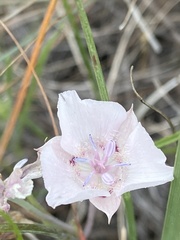 Calochortus umbellatus