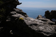 Hypodontium pomiforme