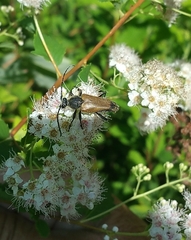 Trigonarthris subpubescens