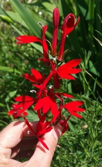 Lobelia cardinalis