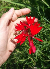 Lobelia cardinalis
