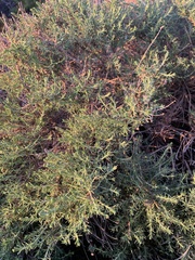 Ericameria ericoides