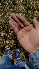 Byrsonima crassifolia