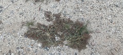 Euphorbia polycarpa