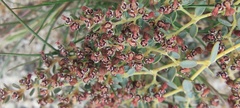 Euphorbia polycarpa