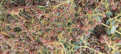 Euphorbia polycarpa
