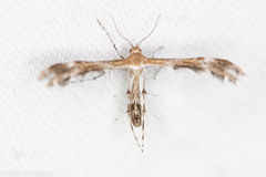 Dejongia californicus