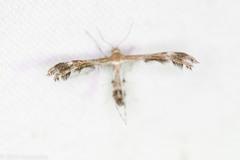 Dejongia californicus