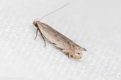 Battaristis nigratomella