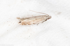 Battaristis nigratomella