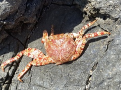 Grapsus grapsus