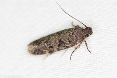 Chionodes pereyra