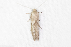 Hypatopa punctiferella