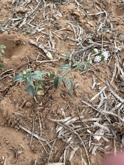 Florestina tripteris