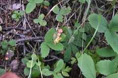 Exobasidium cordilleranum