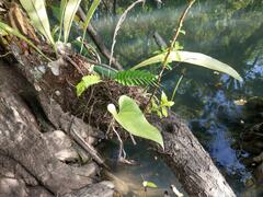 Machaerium microphyllum