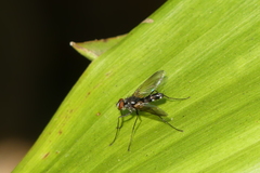 Dexiinae
